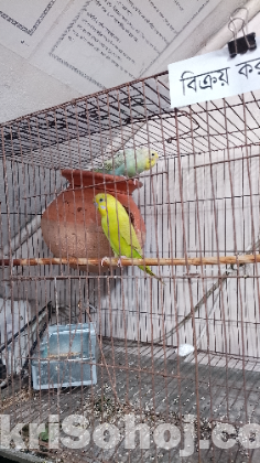 রানিং বাজরিগার পাখি